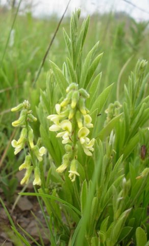 Eriosema kraussianum